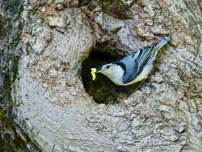 White-breasted Nuthatch adult with food for nestlings by Mary Holland  https://naturallycuriouswithmaryholland.wordpress.com/; permission required for use.